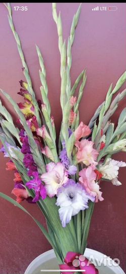 Гладиолусы букет