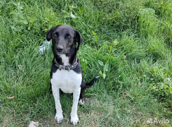 Собака Алиса