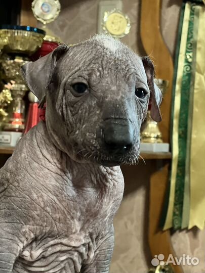 Красивущие щенки ксоло стандарт