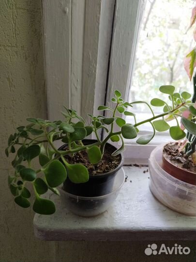 Цветы Аихризонт