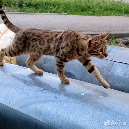 Котик в добрые руки