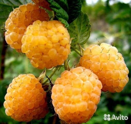 Саженцы малины