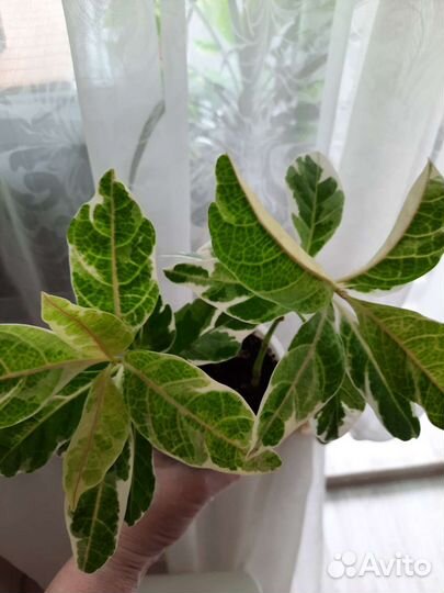 Комнатные цветы