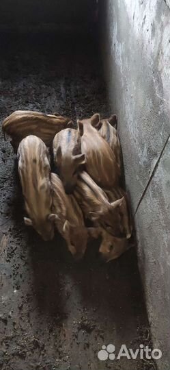 Поросята (дикий кабан)