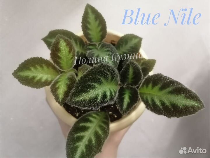 Сортовые эписции