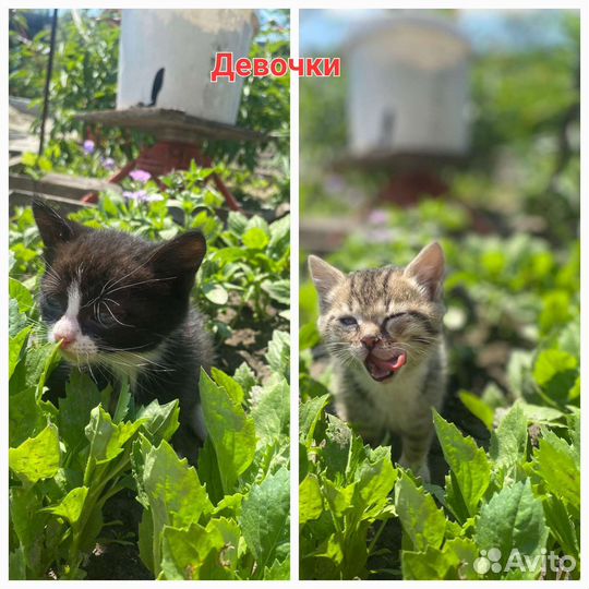Котята в добрые руки
