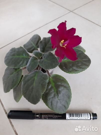 Фиалки сортовые