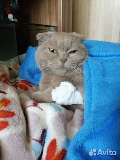 Найдена кошка