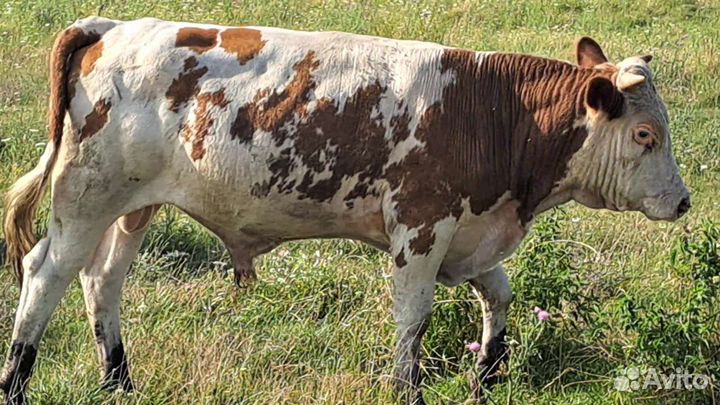 Быки тёлки оптом