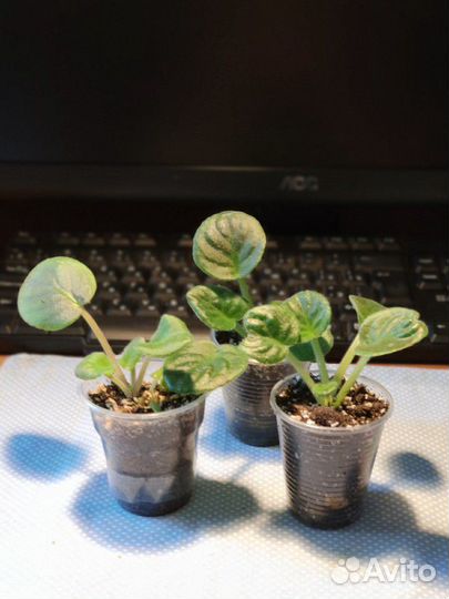 Стартеры, детки сортовых фиалок