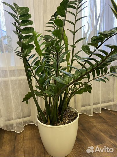 Замиокулькас