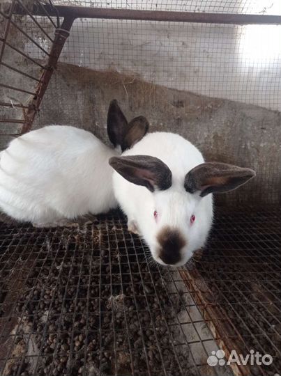 Калифорнийские кролики