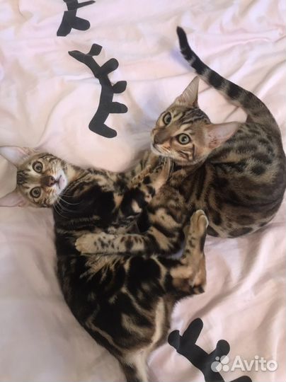 Бенгальский котенок девочка