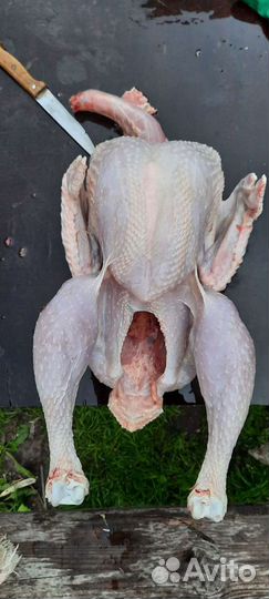 Мясо индюшки