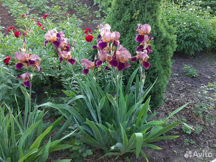 Ирисы бородатые сортовые