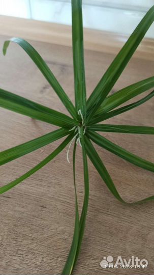 Циперус (Папирус)