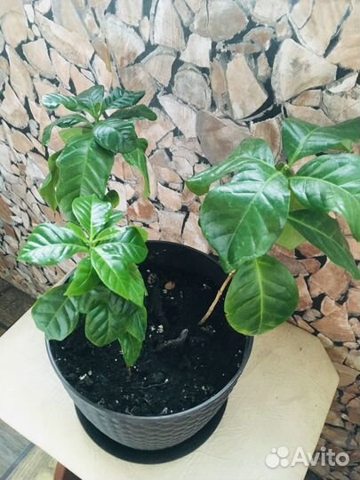 Кофе растение