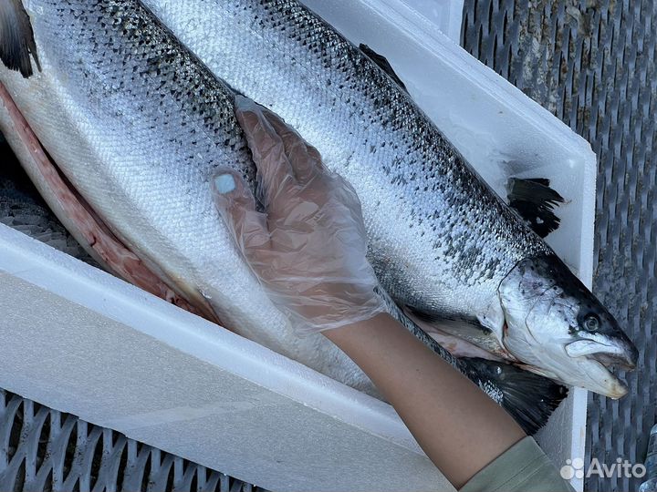 Лосось Атлантический Охлажденный Оптом