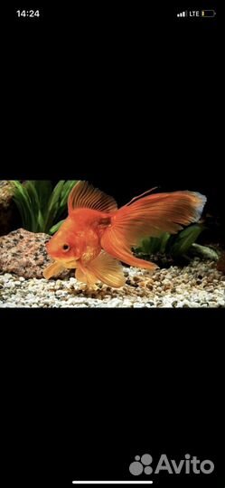 Аквариумные рыбки