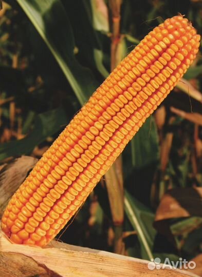 Семена кукурузы Пионер П9874