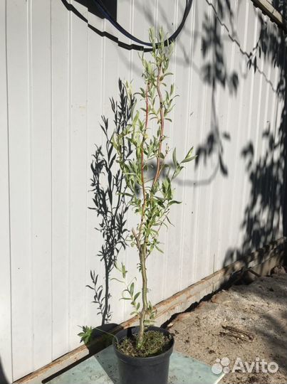 Ива Свердловская извилистая