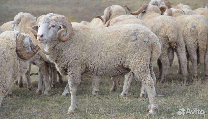 Мясо баранина