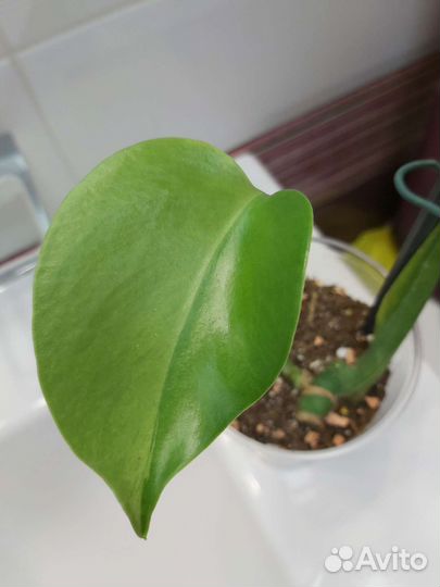 Монстера лемон минт lemon mint