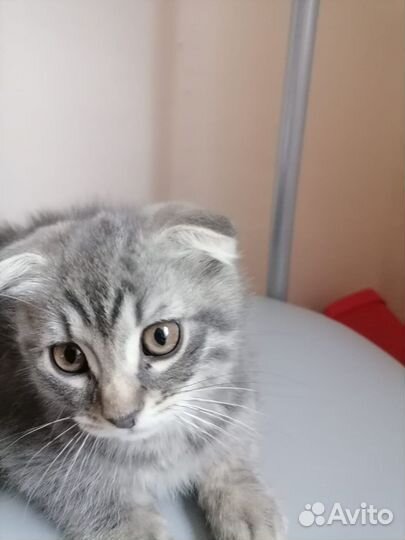 Британские котята