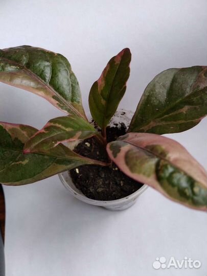 Псевдоэрантемум багряный, драцена, филодендрон