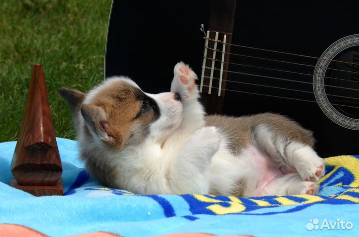 Вельш корги пемброк