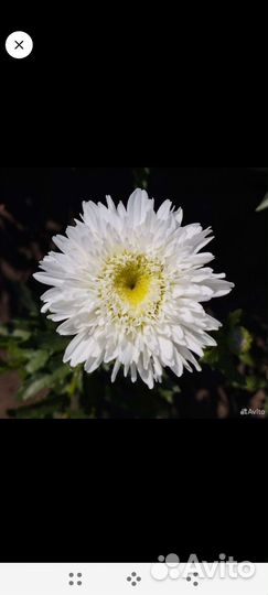 Махровые ромашки, многолетник