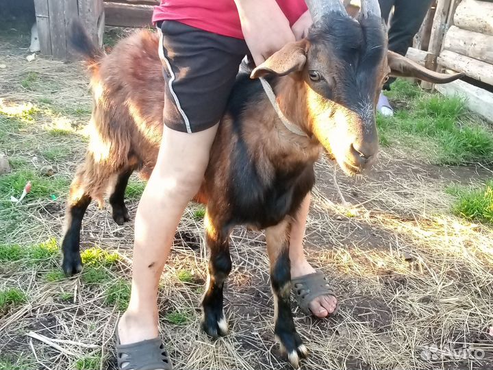 Коза дойная молочная