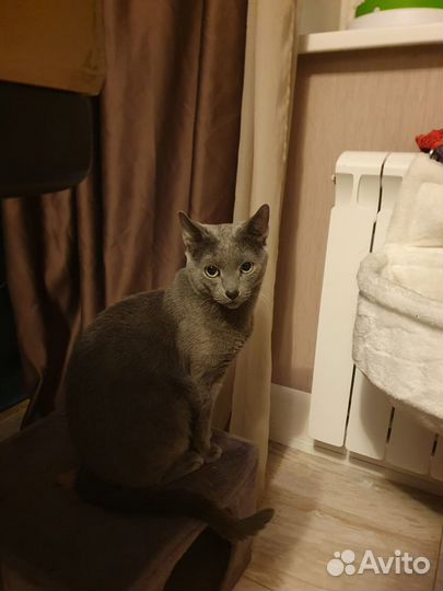 Кот приглашает на вязку