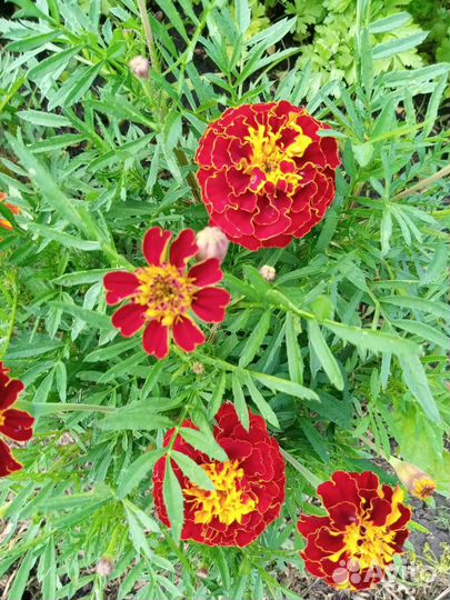 Цветы бархатцы