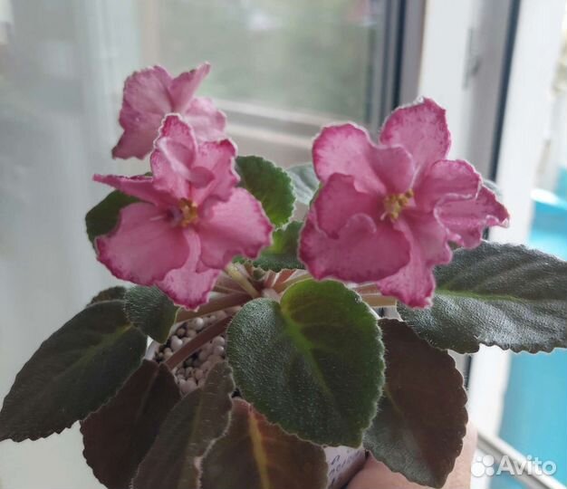 Цветущие фиалочки