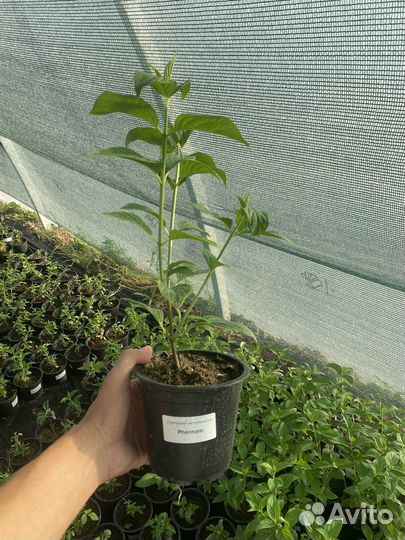 Гортензия Металлика Бонфайер и др