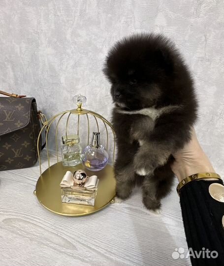 Померанский шпиц тип мишка микро