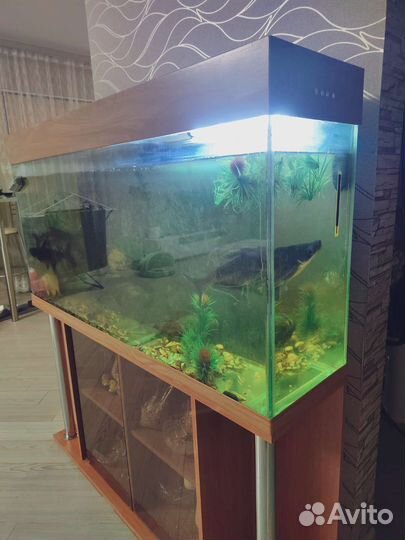 Аквариум