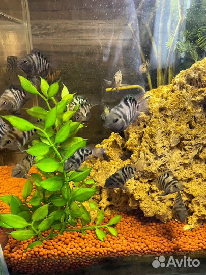 Рыбка сапфировый попугай