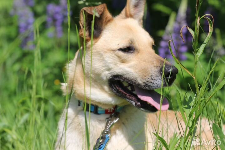 Собака Сьюзи