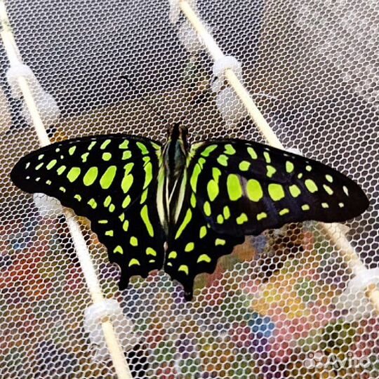 Живые ручные бабочки. Салют из бабочек