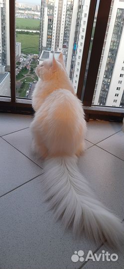 Кот мейн-кун вязка