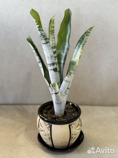 Эхмея Толстянка