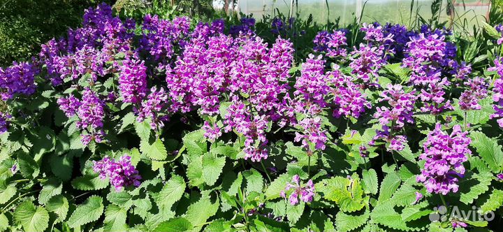 Жасмин, буквица, хосты, астильба, примула, нарцисс