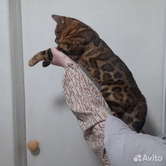 Бенгальская