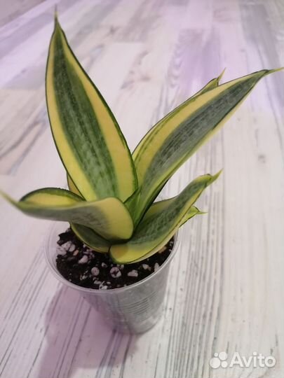 Сансевиерия ханни Голд