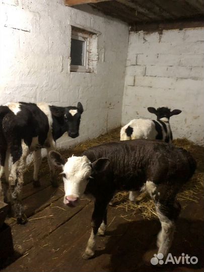 Бычки на откорм
