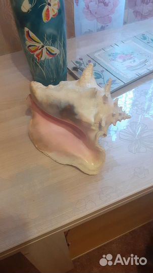 Морские ракушки раковины