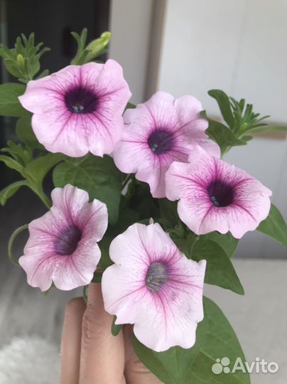 Рассада петунии Тайдал, Тайна, Изи Вейв, Шок вейв