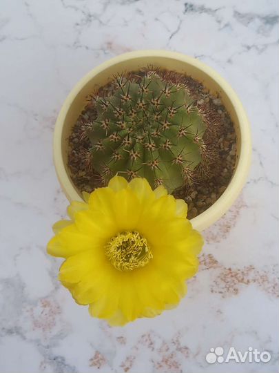 Lobivia, Mammillaria, Echinopsis, Dolichothele